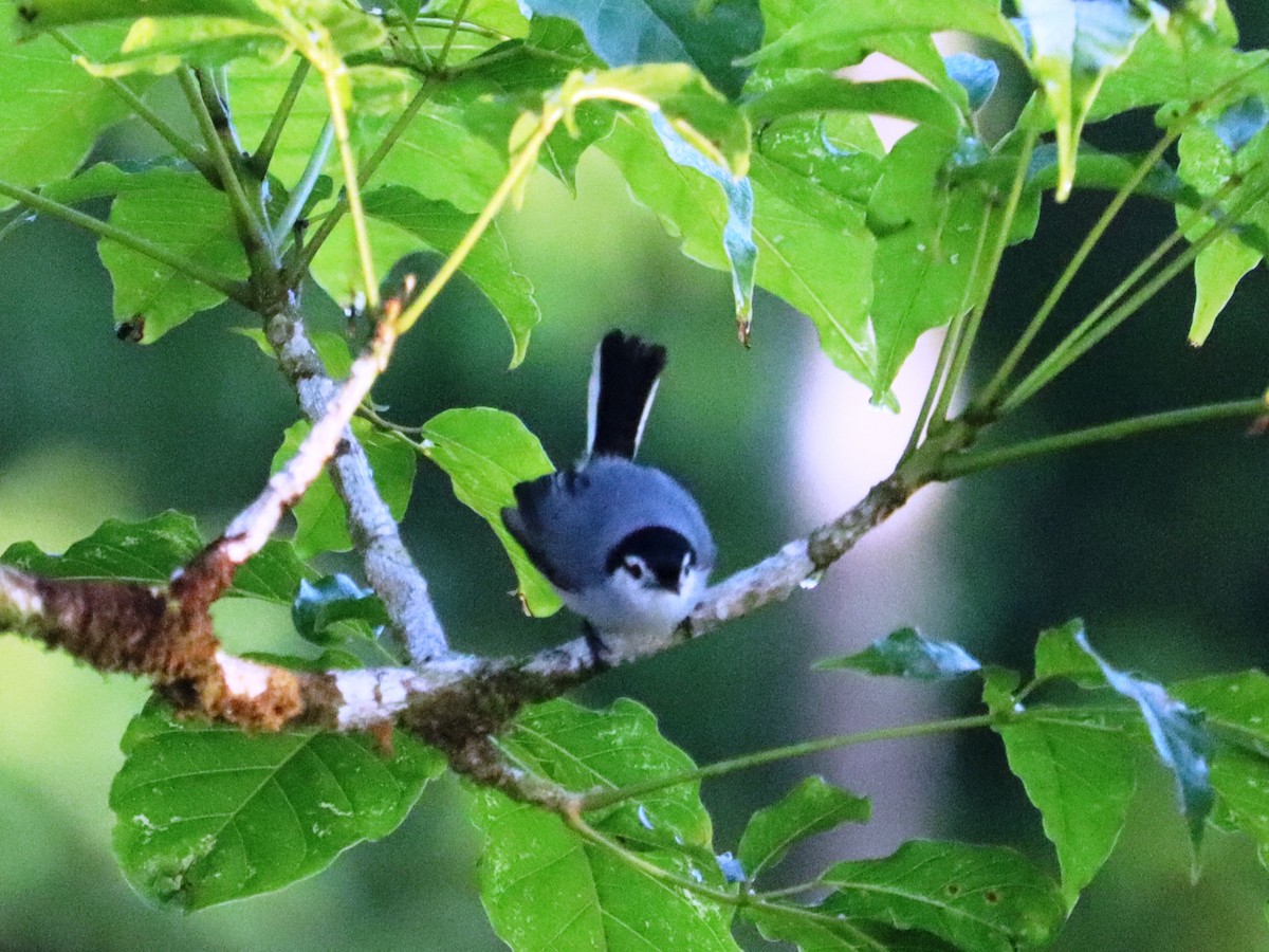 White-browed Gnatcatcher - ML624227133