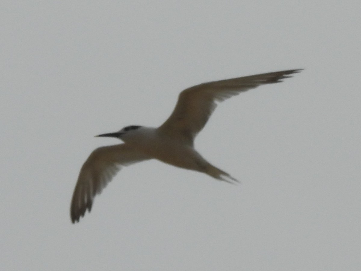 Sandwich Tern - ML624227134