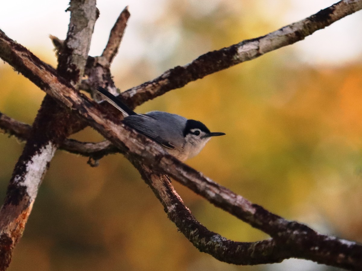 White-browed Gnatcatcher - ML624227135