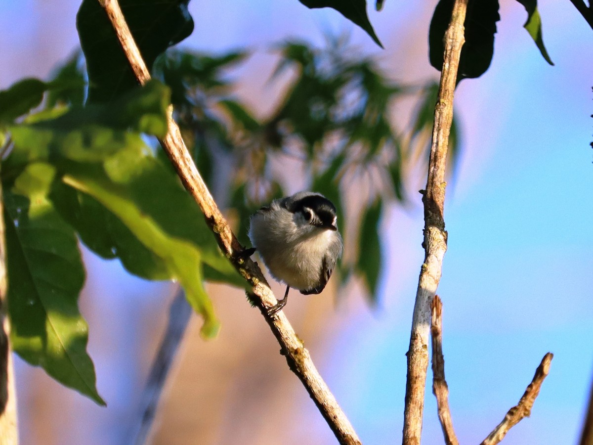 White-browed Gnatcatcher - ML624227136