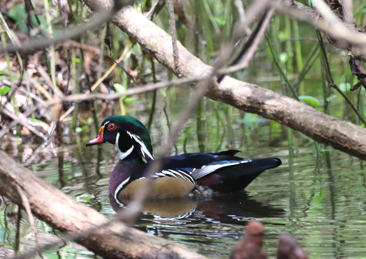 Wood Duck - ML624227138