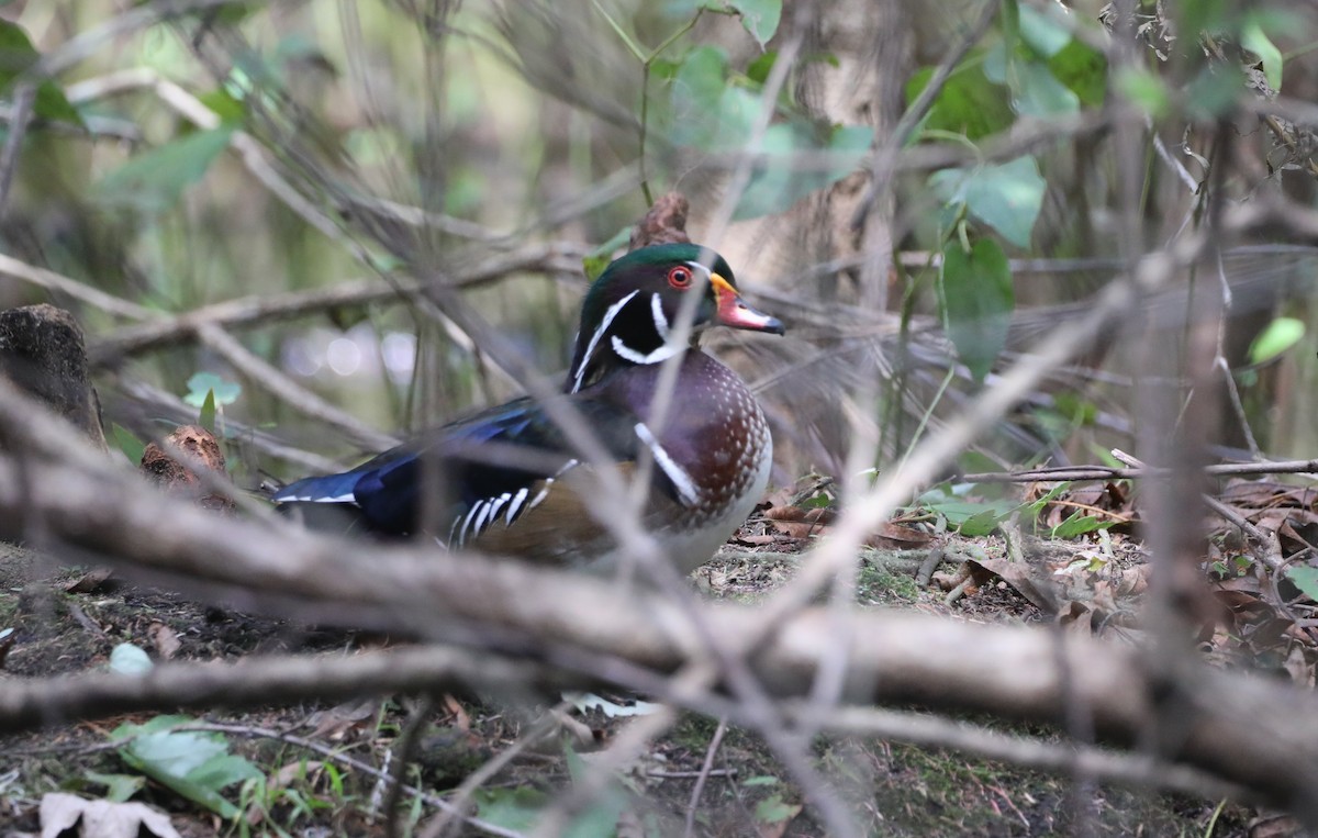 Wood Duck - ML624227139