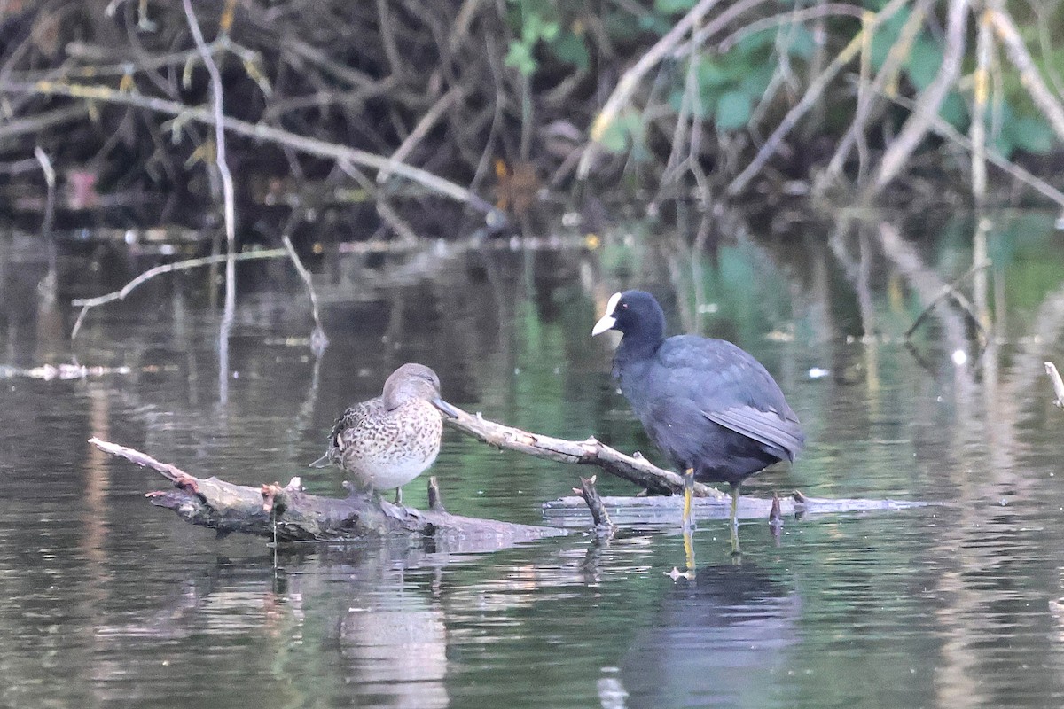 Green-winged Teal - ML624227143