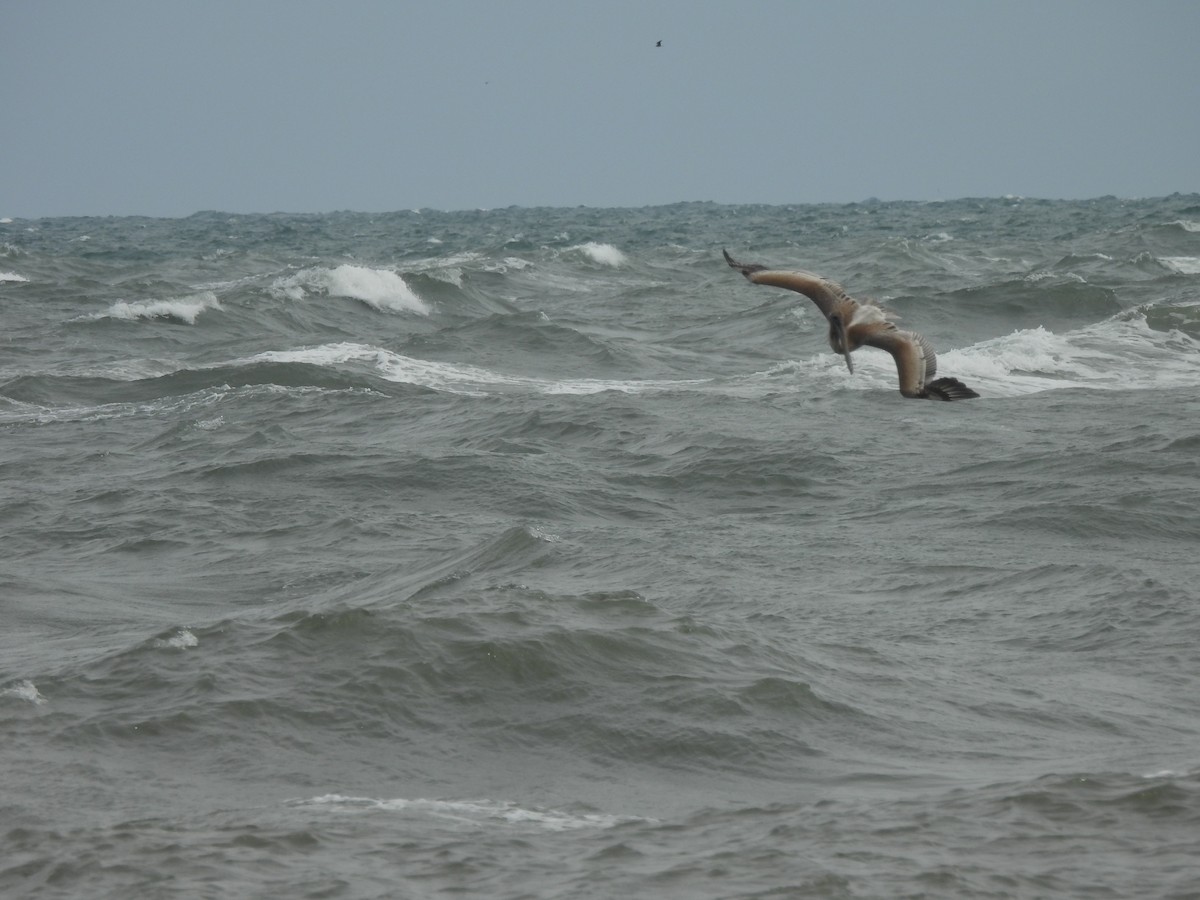 Brown Pelican - ML624227151