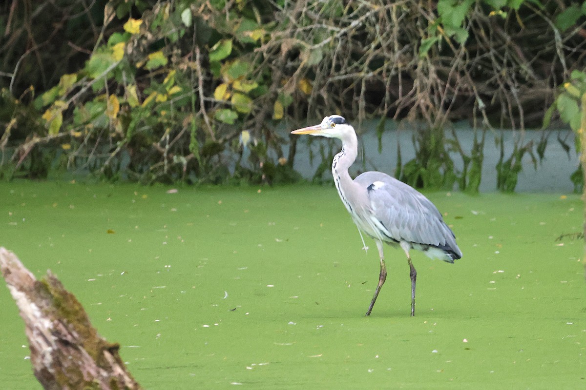 Gray Heron - ML624227152