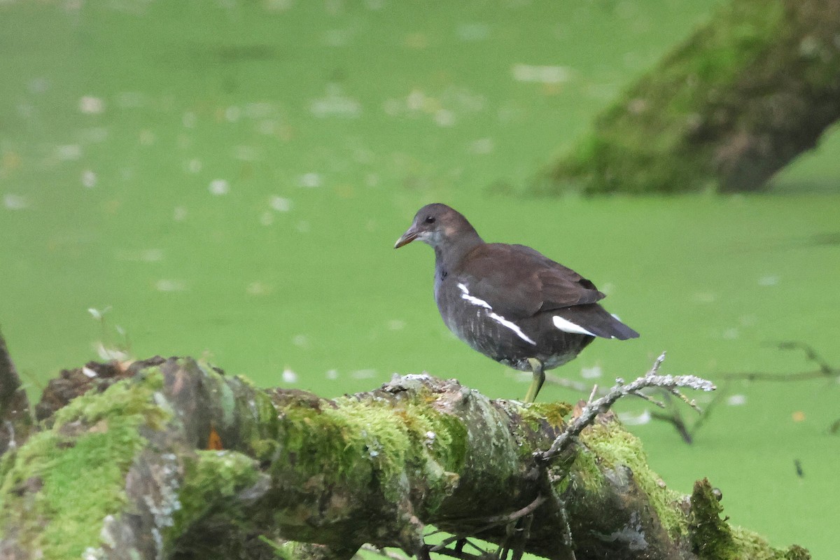 Eurasian Moorhen - ML624227156