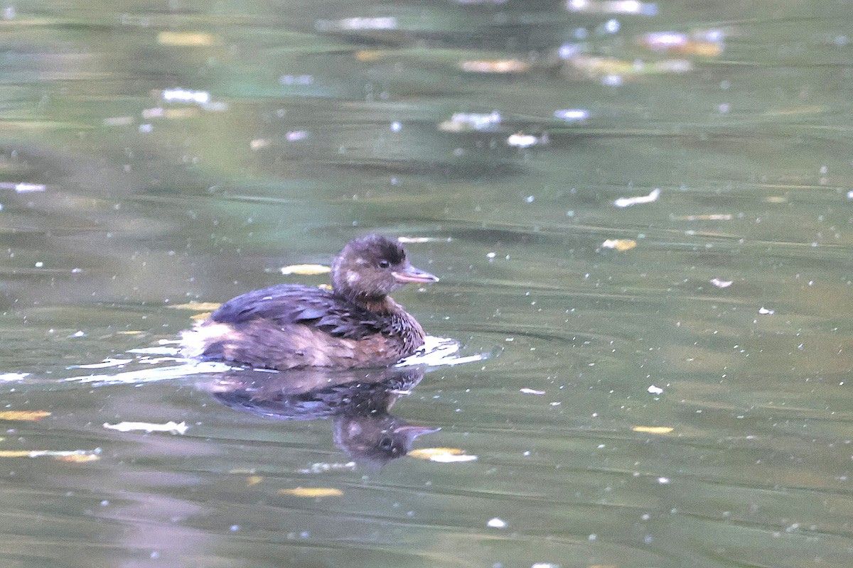 Little Grebe - ML624227157