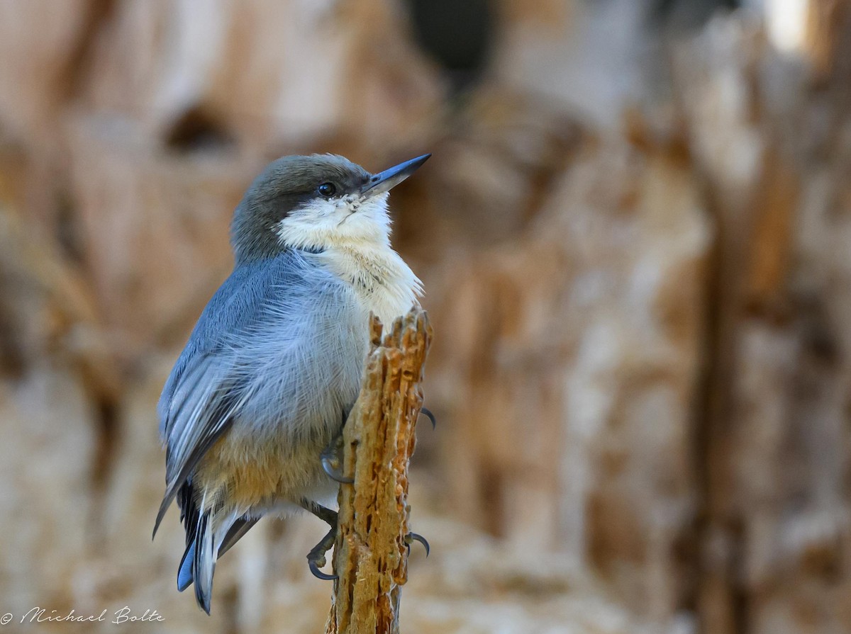 Pygmy Nuthatch - ML624227158