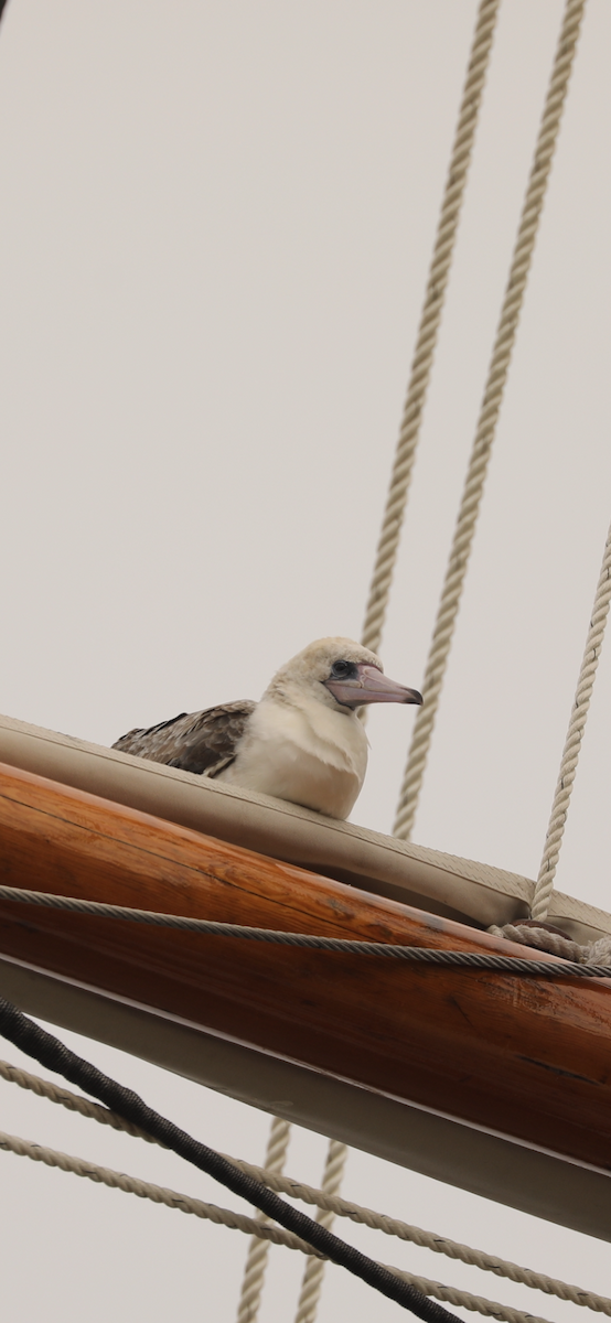 Red-footed Booby - ML624227161