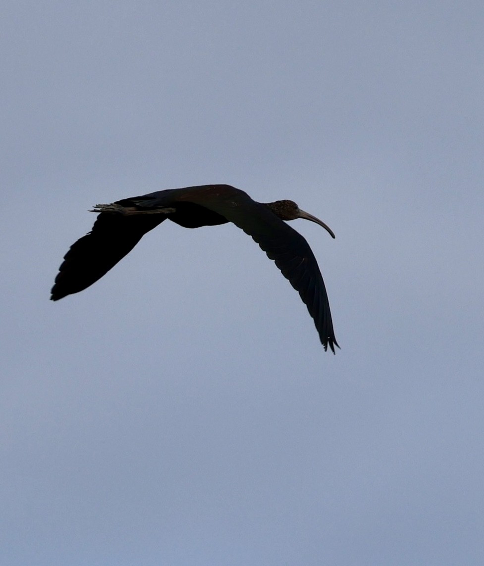 Glossy Ibis - Eileen Rudden