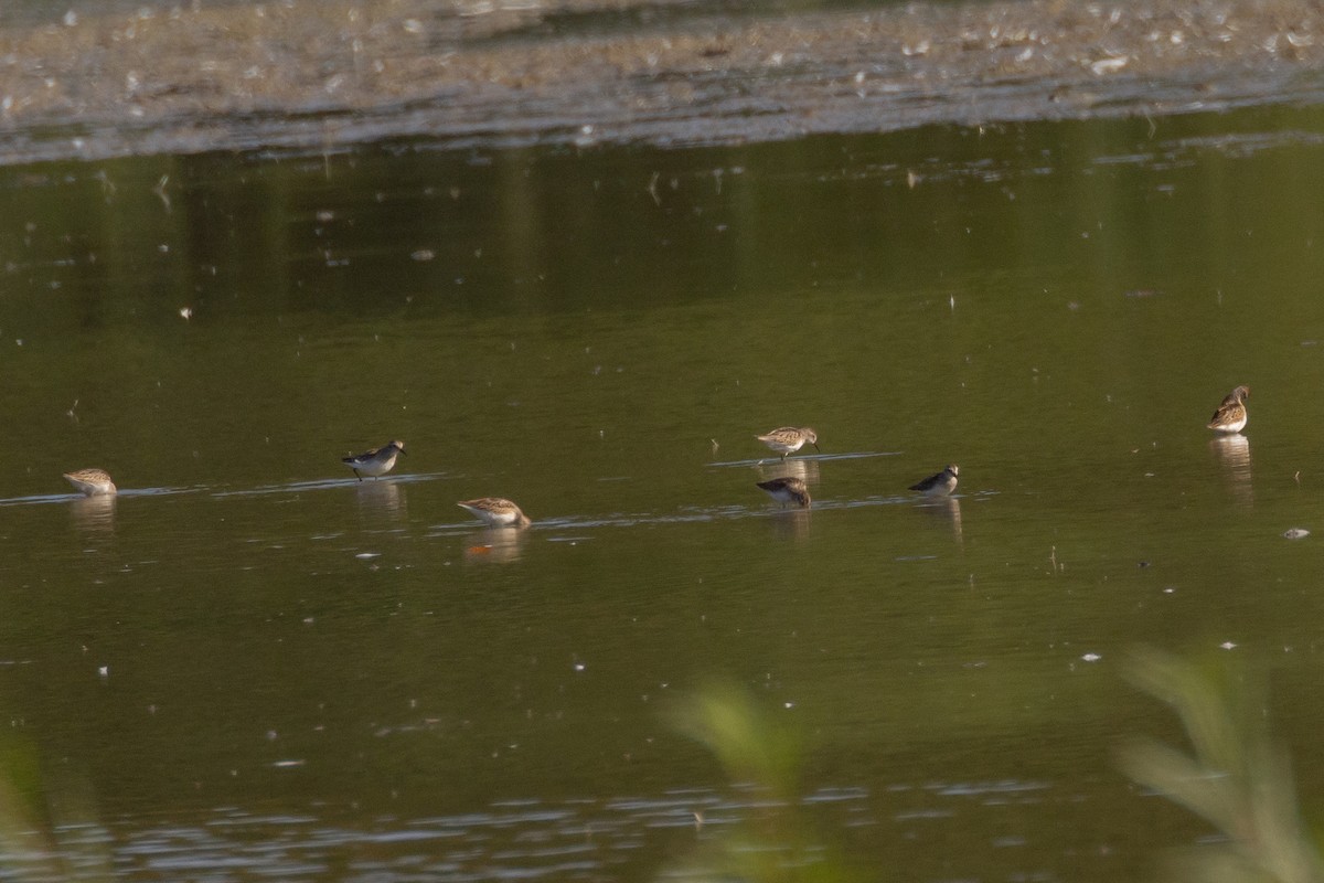 Least Sandpiper - ML624227175