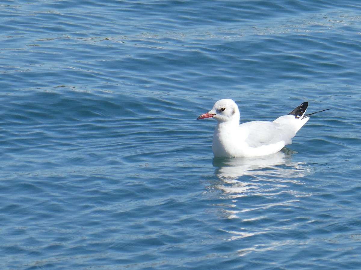 Black-headed Gull - John Brown