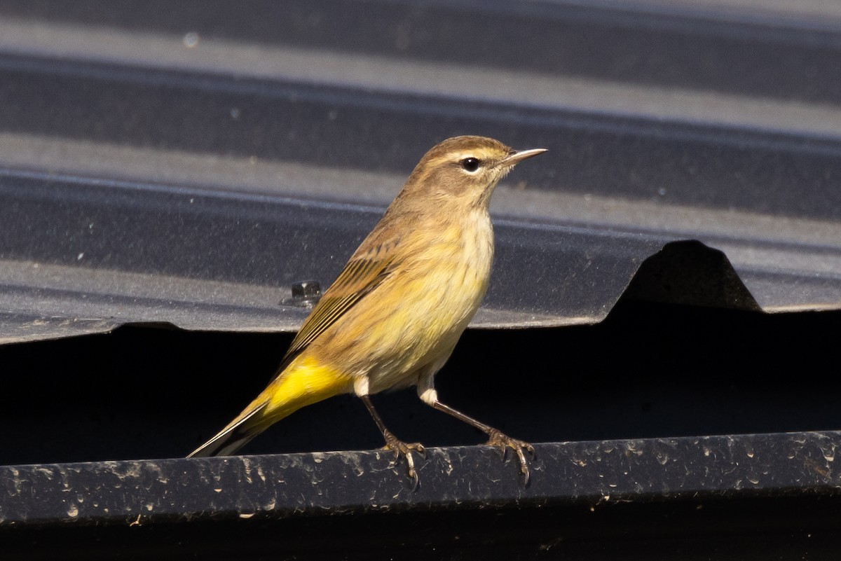 Palm Warbler - ML624227188