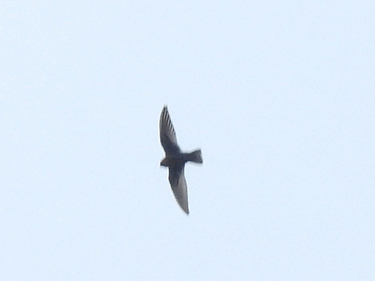 Chestnut-collared Swift - ML624227190