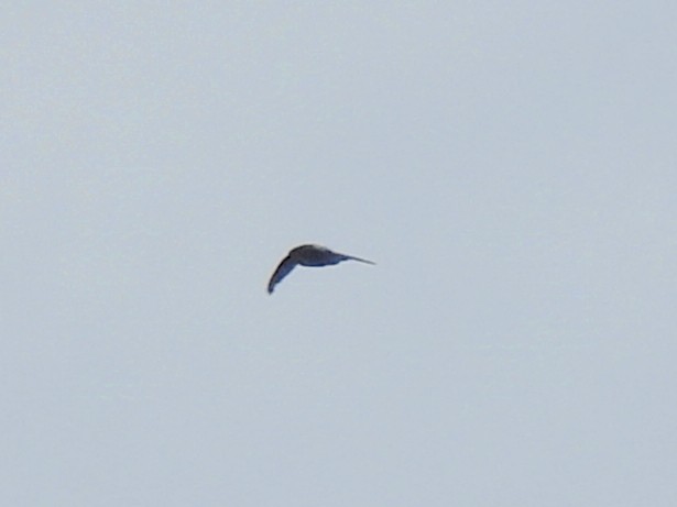 Gray-rumped Swift - ML624227202