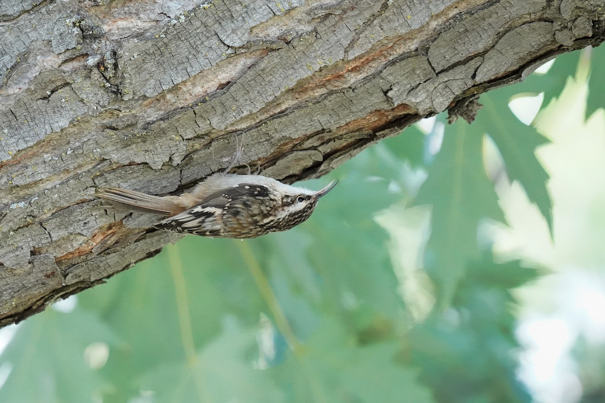 Brown Creeper - ML624227214