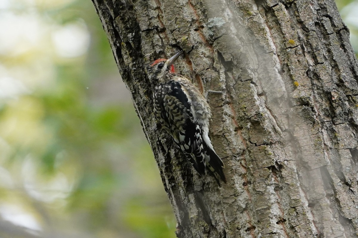 Yellow-bellied Sapsucker - ML624227217