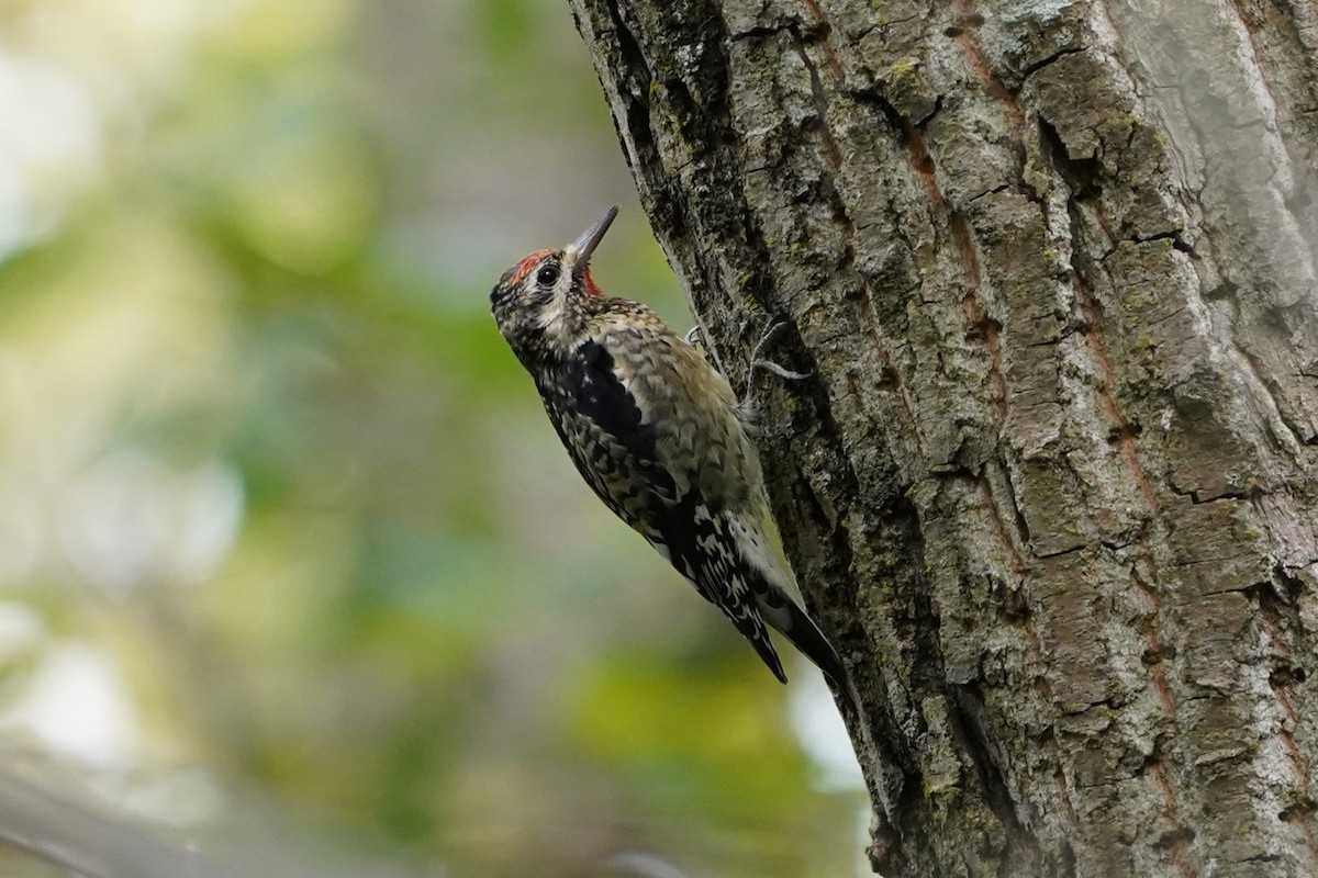 Yellow-bellied Sapsucker - ML624227218