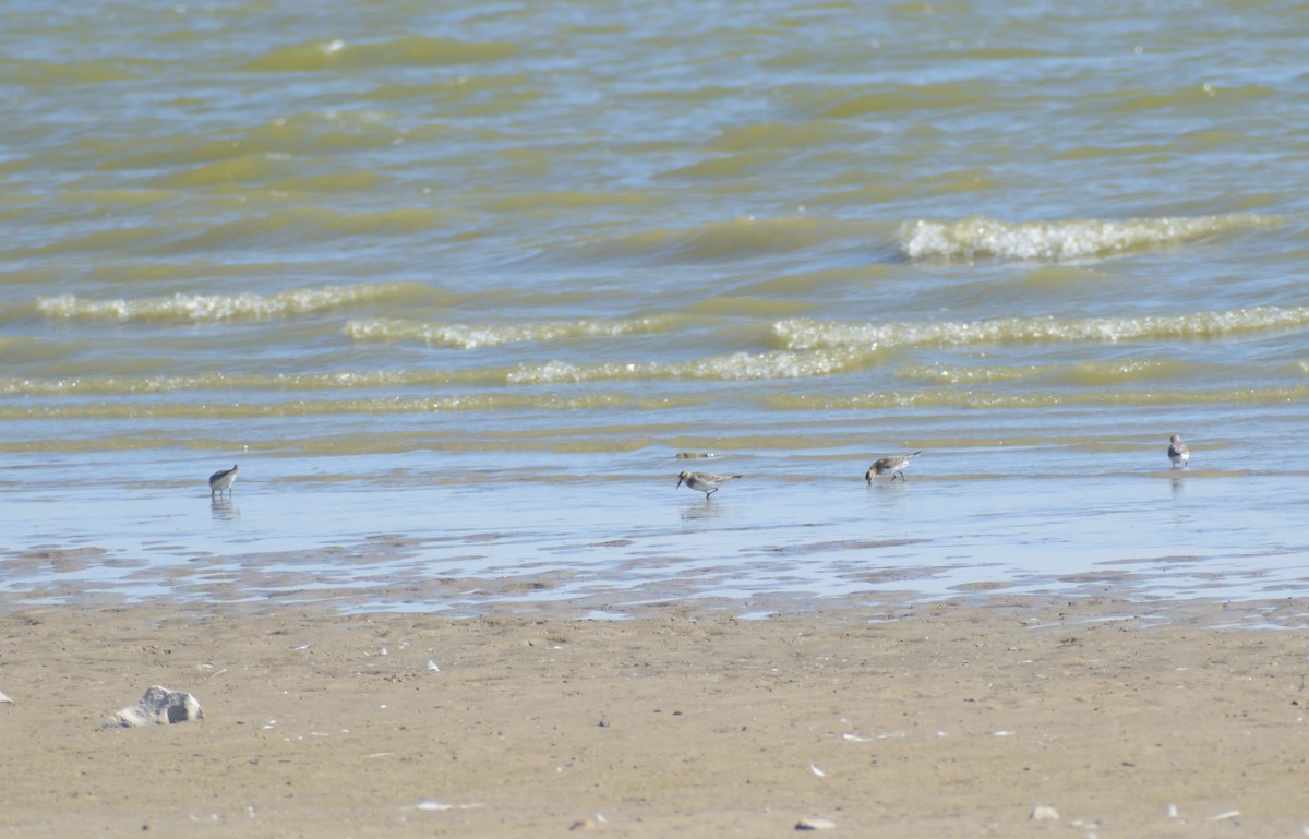 Baird's Sandpiper - ML624227219