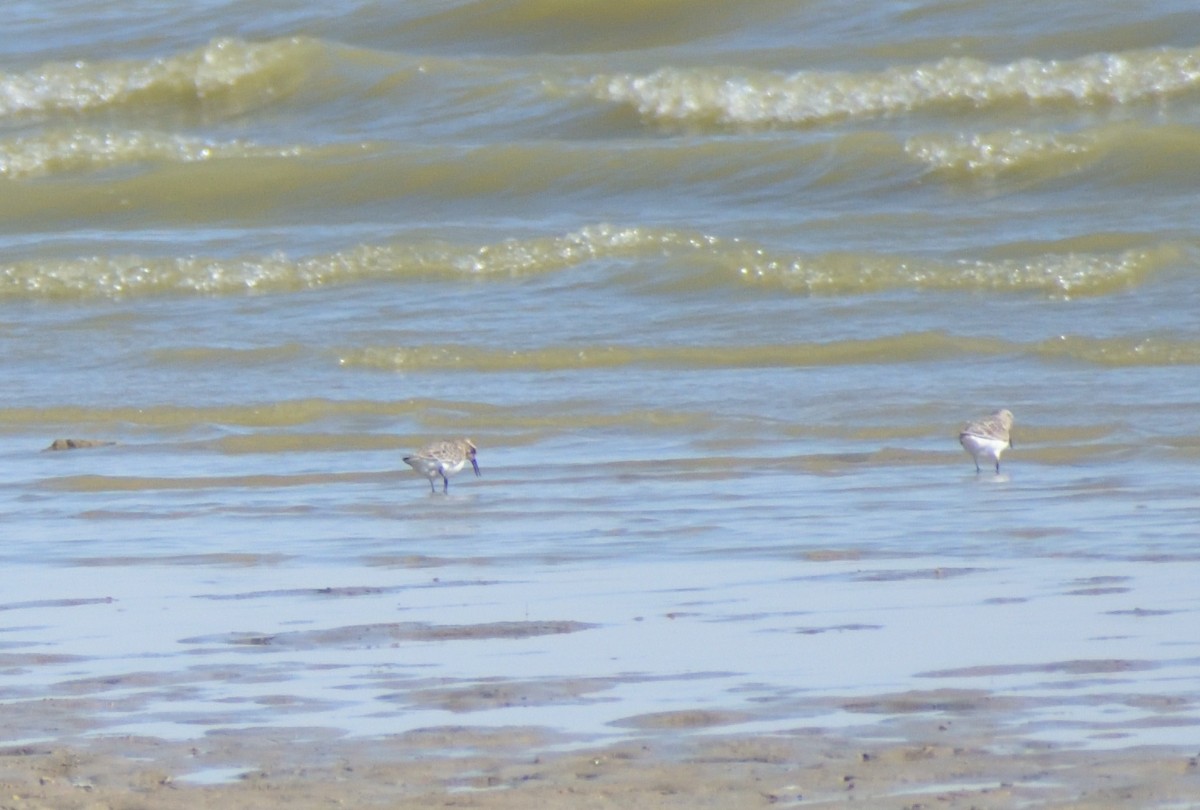 Baird's Sandpiper - ML624227220