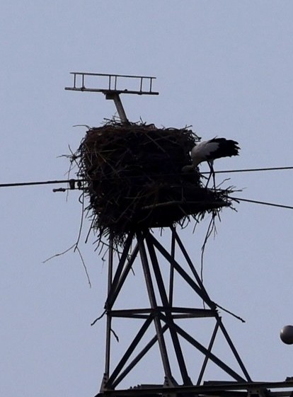 White Stork - ML624227222