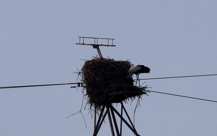 White Stork - ML624227223