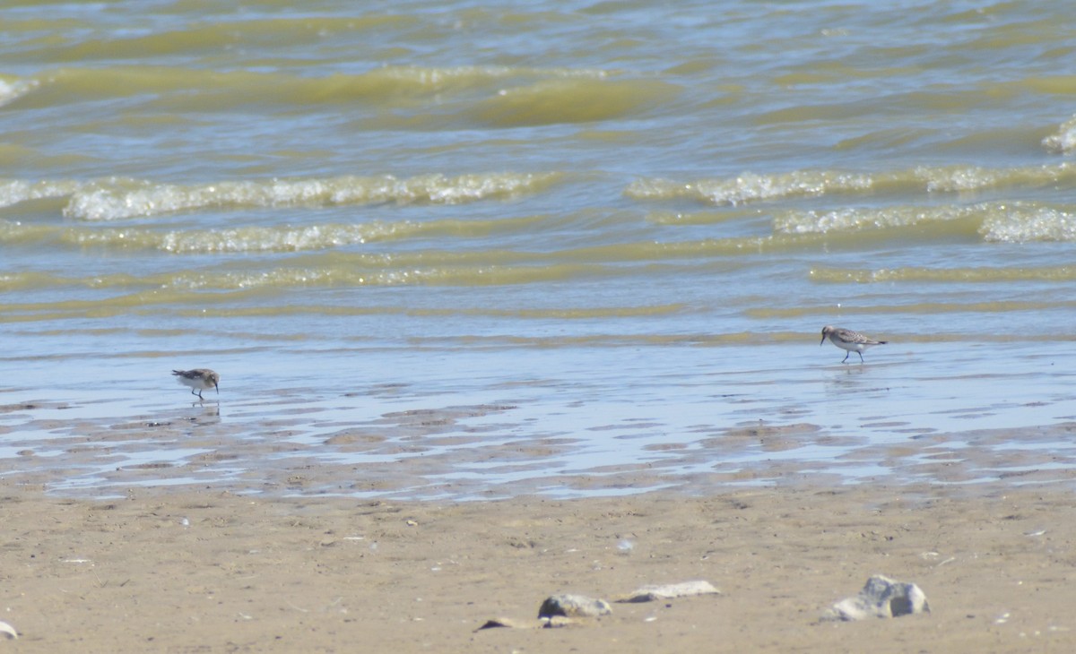 Baird's Sandpiper - ML624227224