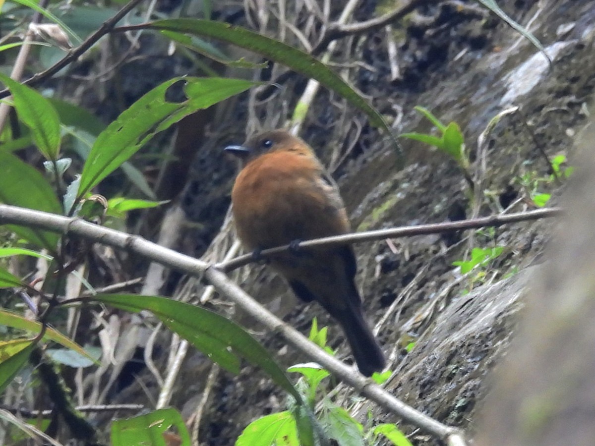 Cinnamon Flycatcher - ML624227228