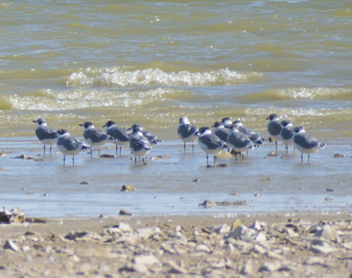 Franklin's Gull - ML624227229