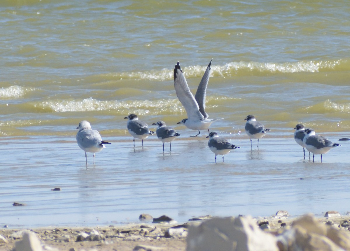 Franklin's Gull - ML624227230