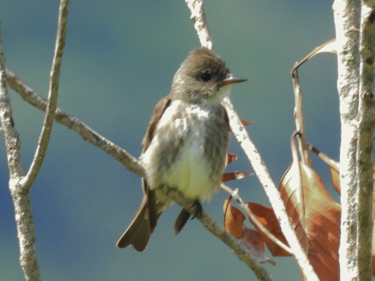 Olive-sided Flycatcher - ML624227231