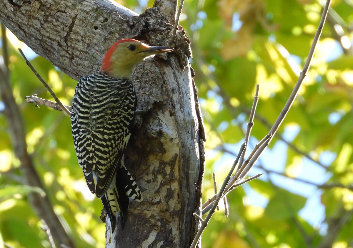 Red-bellied Woodpecker - ML624227232