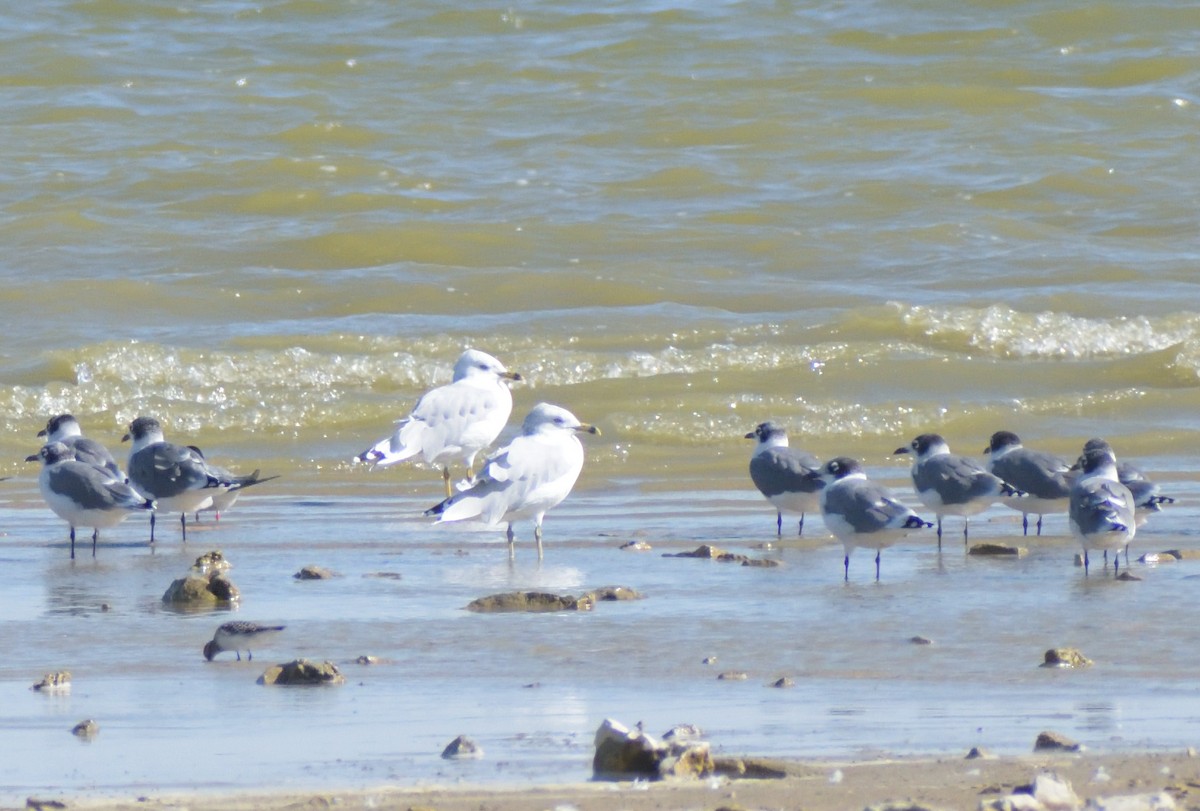 Ring-billed Gull - ML624227234