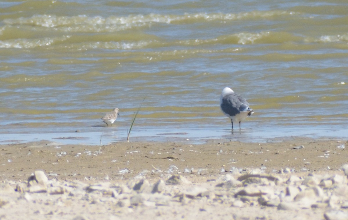 Baird's Sandpiper - ML624227236