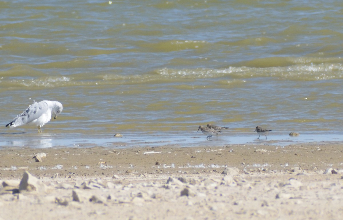 Baird's Sandpiper - ML624227238