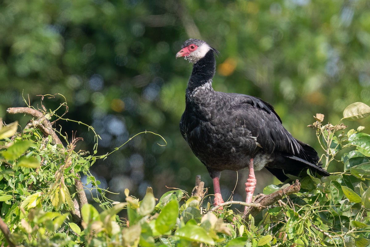 Weißwangen-Wehrvogel - ML624227239