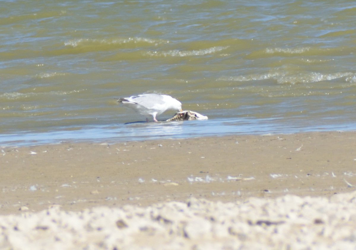 Herring Gull (American) - ML624227240