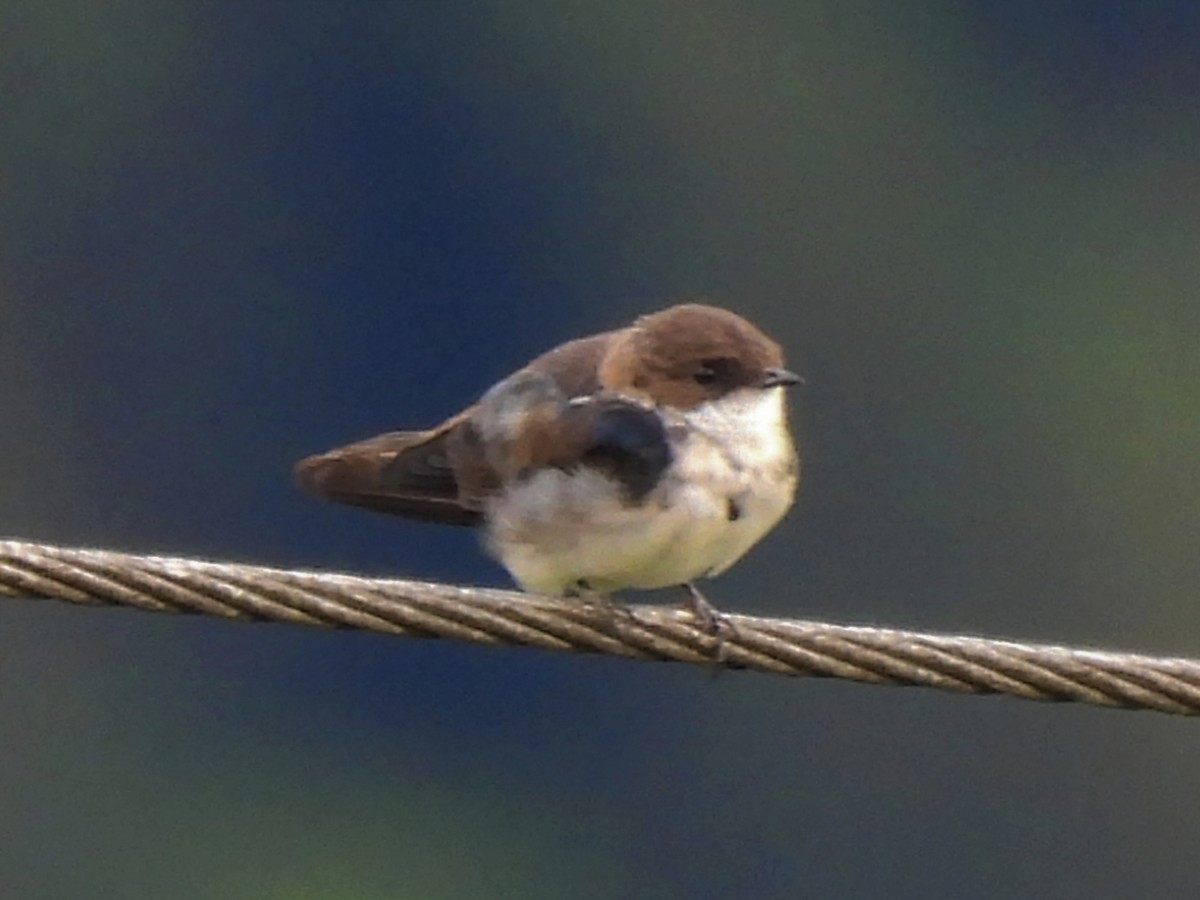 Blue-and-white Swallow - ML624227241