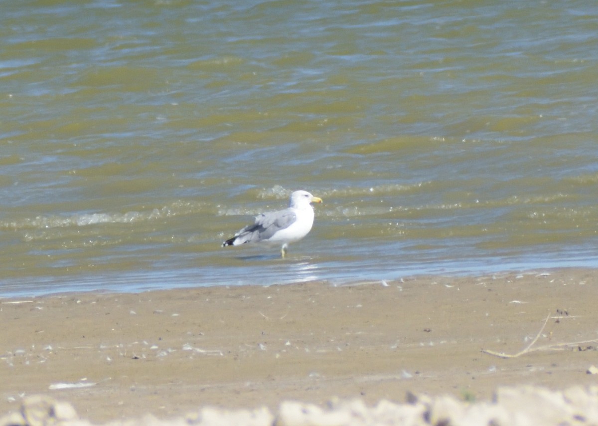 California Gull - ML624227242