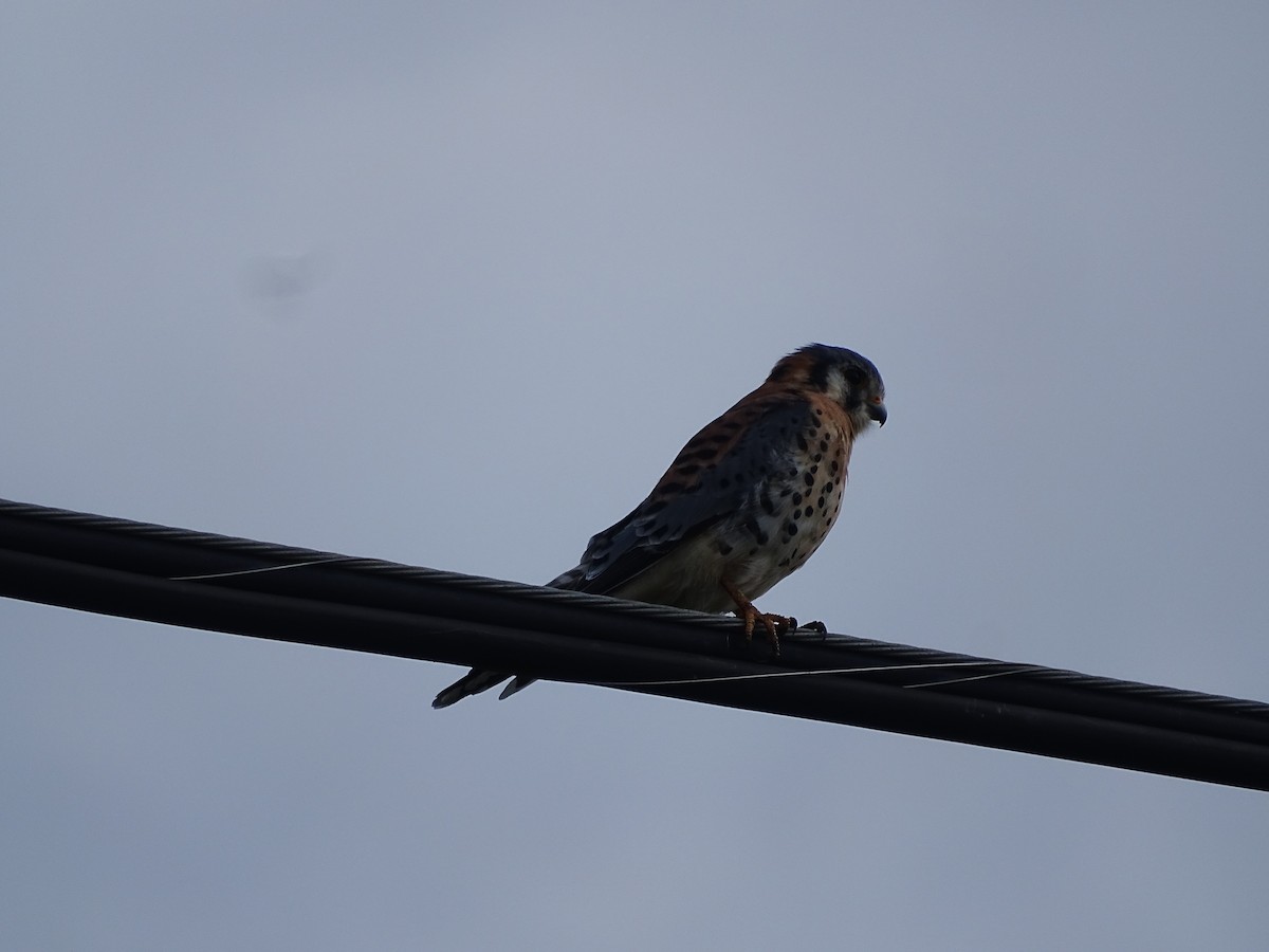 American Kestrel - ML624227243