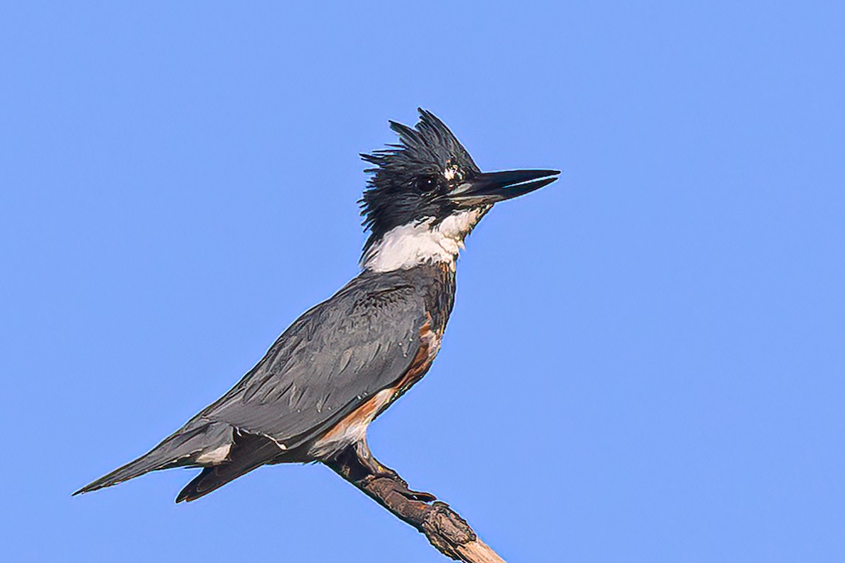 Belted Kingfisher - ML624227244