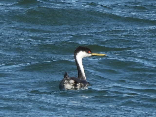 Western Grebe - ML624227245