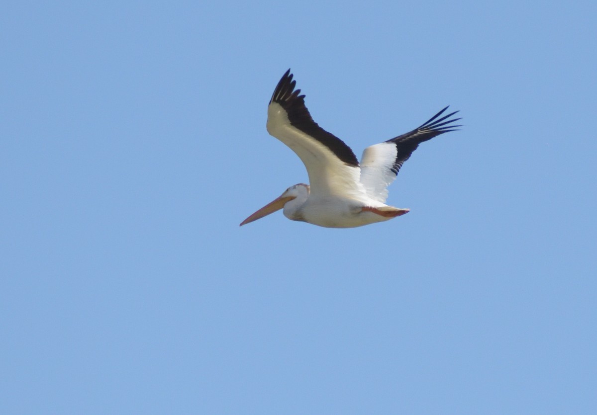 American White Pelican - ML624227246