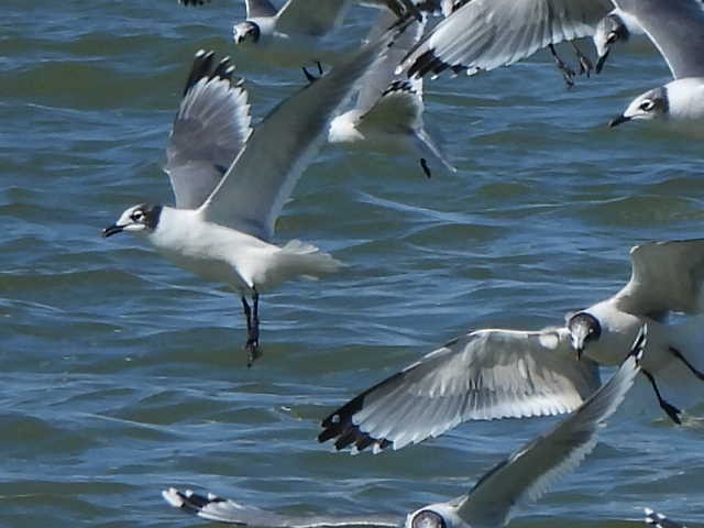 Franklin's Gull - ML624227247