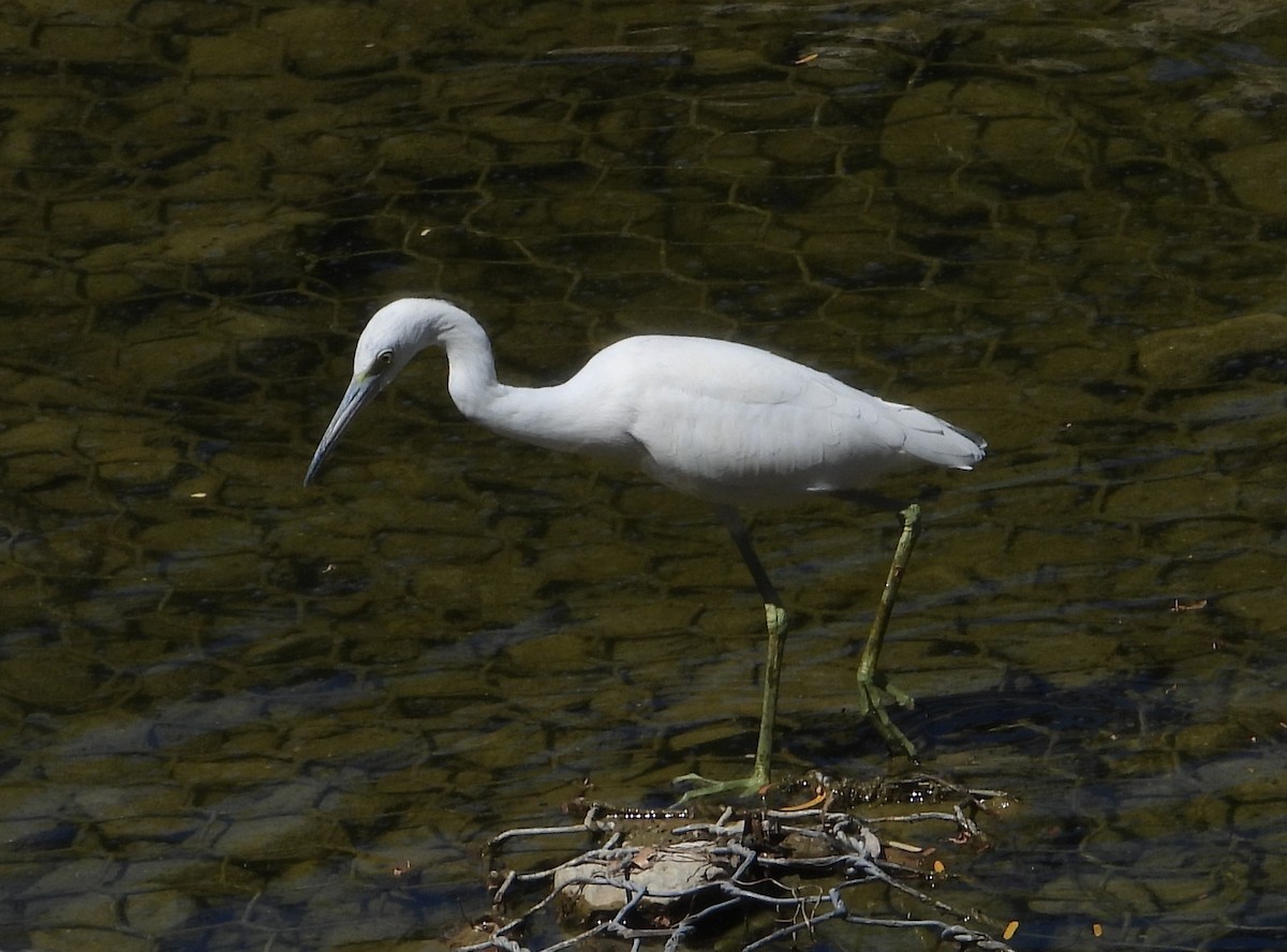 Little Blue Heron - ML624227254