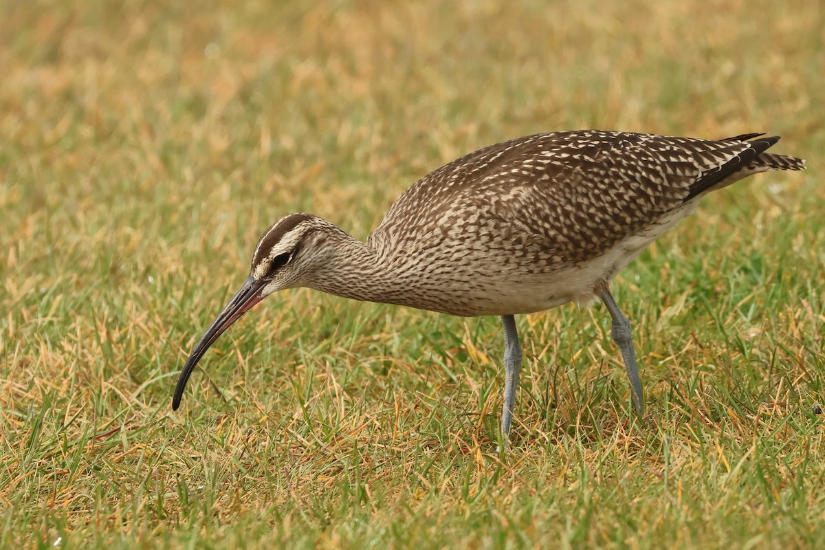 Regenbrachvogel - ML624227268