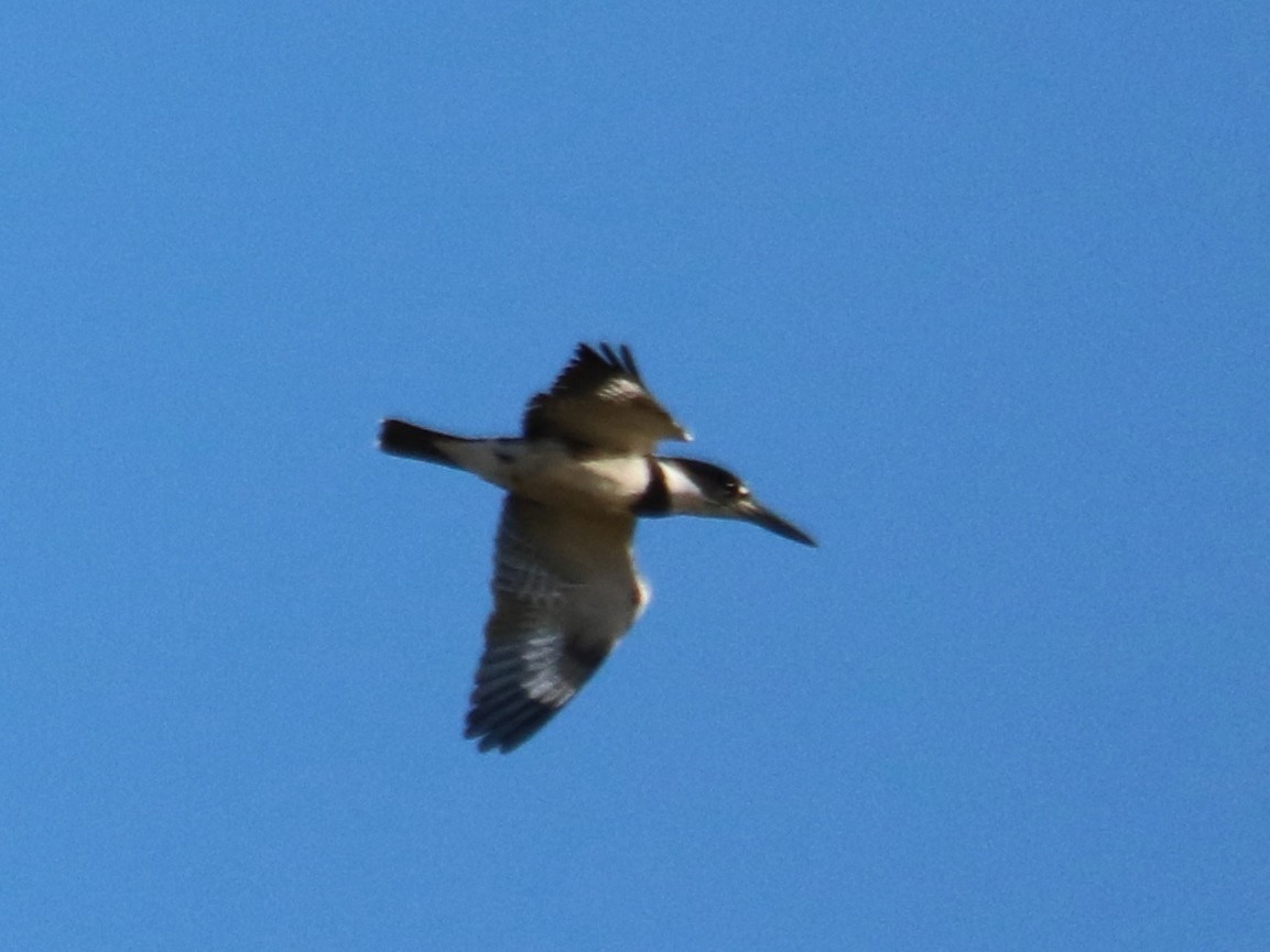 Belted Kingfisher - ML624227271