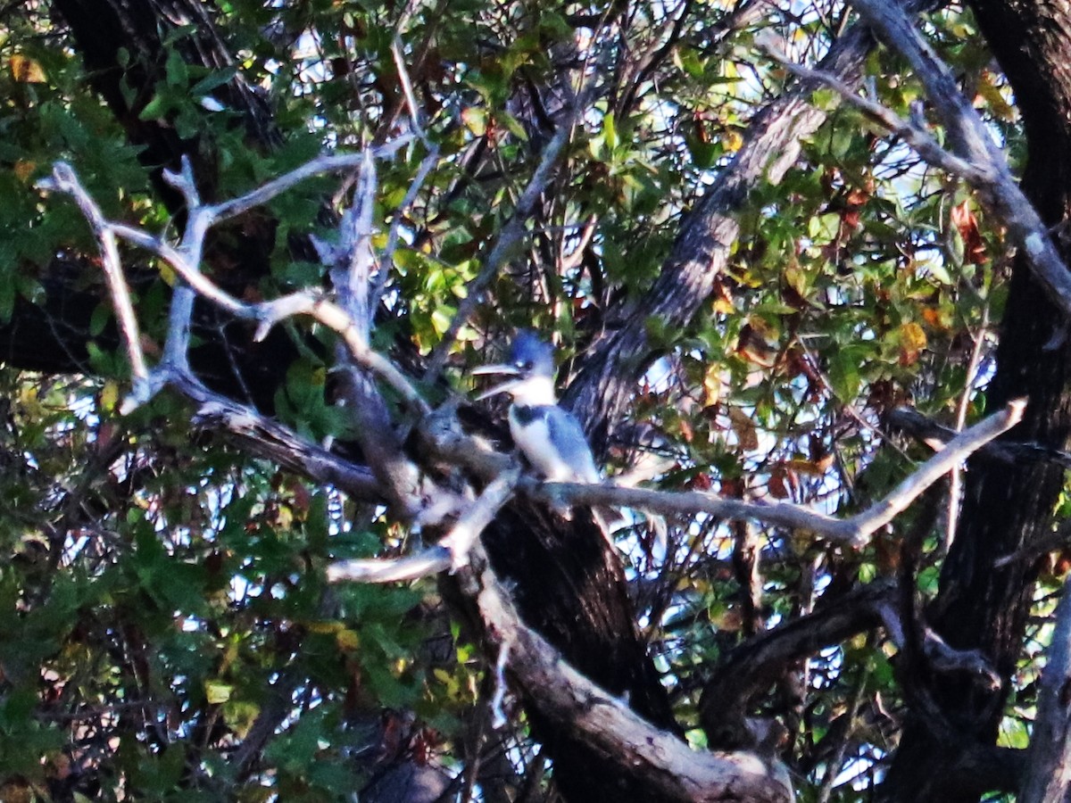 Belted Kingfisher - ML624227272