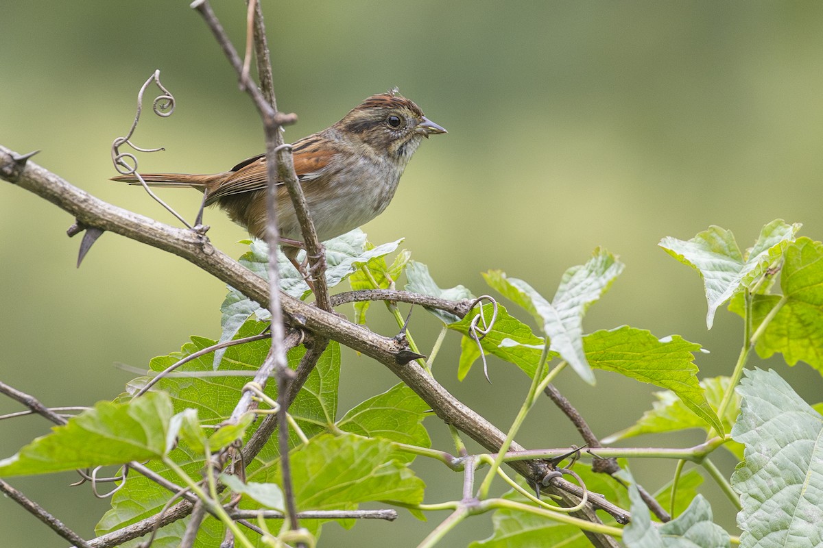 Swamp Sparrow - ML624227273