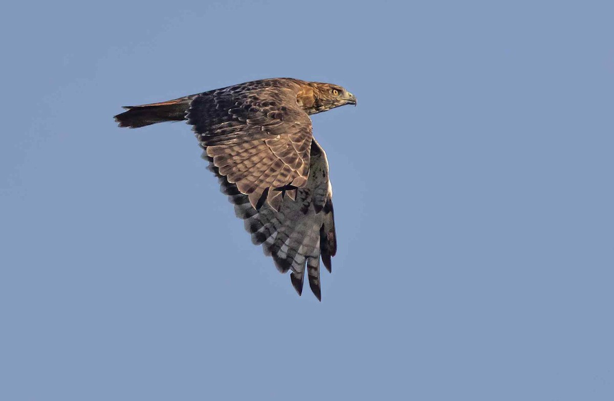 Red-tailed Hawk - ML624227274